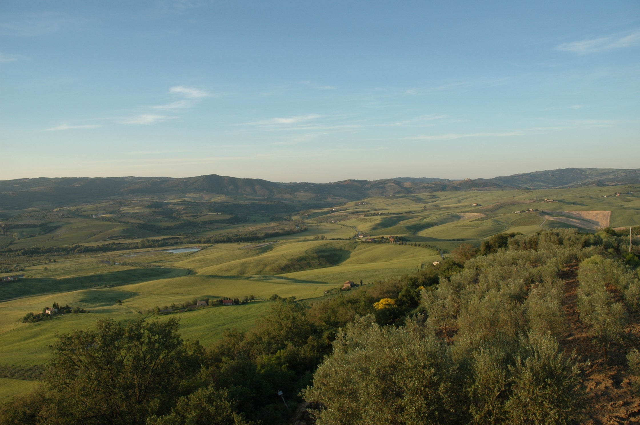 Terrazza oliveti Frantoio Franci — primavera, Toscana